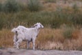 Cute beautiful autumn Young goatling outdoors she-goat feeding with grass, grazing on nature countryside. Domestic, eco farm Royalty Free Stock Photo