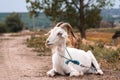 Cute beautiful autumn Young goatling outdoors she-goat feeding with grass, grazing on nature countryside. Domestic, eco farm Royalty Free Stock Photo