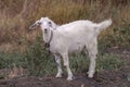 Cute beautiful autumn Young goatling outdoors she-goat feeding with grass, grazing on nature countryside. Domestic, eco farm Royalty Free Stock Photo