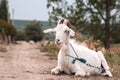 Cute beautiful autumn Young goatling outdoors she-goat feeding with grass, grazing on nature countryside. Domestic, eco farm Royalty Free Stock Photo