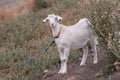 Cute beautiful autumn Young goatling outdoors she-goat feeding with grass, grazing on nature countryside. Domestic, eco farm Royalty Free Stock Photo