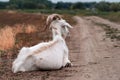 Cute beautiful autumn Young goatling outdoors she-goat feeding with grass, grazing on nature countryside. Domestic, eco farm Royalty Free Stock Photo