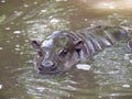 Cute baby hippo in water Royalty Free Stock Photo