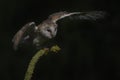 Cute and beautiful Barn owl Tyto alba on a beautiful yellow flowers.