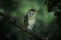 Cute and beautiful Barn owl Tyto alba on a branch at dusk.