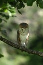 Cute and beautiful Barn owl Tyto alba on a branch at dusk.
