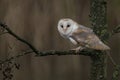 Cute and beautiful Barn owl Tyto alba on a branch at dusk. Owl in the dark forest. Dark background.