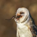 Cute and beautiful Barn owl Tyto alba on a branch eating a mouse prey. Bokeh autumn background, yellow and brown colors. Noord