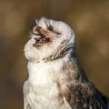 Cute and beautiful Barn owl Tyto alba on a branch eating a mouse prey. Bokeh autumn background, yellow and brown colors. Noord Royalty Free Stock Photo