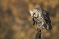 Cute and beautiful Barn owl Tyto alba on a branch eating a mouse prey. Bokeh autumn background, yellow and brown colors. Noord Royalty Free Stock Photo