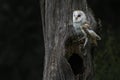 Cute and Beautiful Barn owl Tyto alba sitting on a hollow tree. Royalty Free Stock Photo