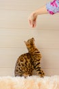 Cute beautiful Bengal cat on the carpet