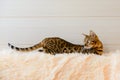 Cute beautiful Bengal cat on the carpet