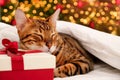 Cute beautiful bengal cat sleep by Christmas tree on gift box,pet lying on present under white warm blanket,on bed at Royalty Free Stock Photo