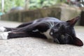 Cute beautiful black cat lying on the ground, sleepy lazy cat Royalty Free Stock Photo