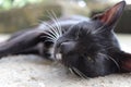 Cute beautiful black cat lying on the ground, sleepy lazy cat Royalty Free Stock Photo