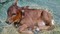 cute and beautiful brown colour new born & x27;Cow calf& x27; sitting on straw. kushinagar village