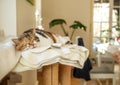 Cute beautiful cat sleeping on her cat tree with large sun lit room background - Royalty Free Stock Photo