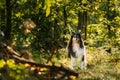 Cute Beautiful Collie In Sunny Summer Forest. Amazing Playful Tricolor Collie. Funny Scottish Collie, Long-haired Collie