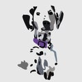 Cute, beautiful Dalmatian dog looking straight, in a purple collar .Vector illustration isolated on a gray background Royalty Free Stock Photo