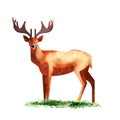 Cute beautiful deer isolated, beautiful noble proud sika deer, ruminant mammal, family Cervidae, wild animal, side view