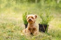 cute beautiful dog Small Yorkshire terrier walking in the park