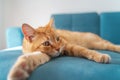 Cute beautiful funny ginger cat lies on a blue sofa, pets and furniture protection concept