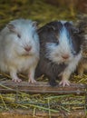 Cute, beautiful and furry domestic guinea pig or cavy or Cavia porcellus in a zoo in South Africa Royalty Free Stock Photo