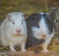 Cute, beautiful and furry domestic guinea pig or cavy or Cavia porcellus in a zoo in South Africa Royalty Free Stock Photo