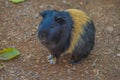 Cute, beautiful and furry domestic guinea pig or cavy or Cavia porcellus in a zoo in South Africa Royalty Free Stock Photo