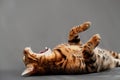 Cute beautiful ginger, brown green-eyed adorable adult purebred bengal cat rosettes in gold, lying on back,on gray