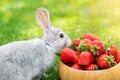 Cute beautiful gray fluffy rabbit sitting on green grass lawn backyard and smell, eat and tasting ripe red strawberry in wooden