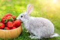 Cute beautiful gray fluffy rabbit sitting on green grass lawn backyard and smell, eat and tasting ripe red strawberry in wooden