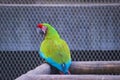 Cute Beautiful Green Parrot Sitting On The Wood In The Zoo Cage Royalty Free Stock Photo