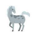 Cute beautiful grey horse with dotted skin from farm