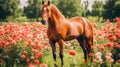 Cute, beautiful horse in a field with flowers in nature, in the sun& x27;s rays.