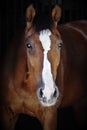 A beautiful horse in a dark room Royalty Free Stock Photo