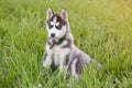 Cute beautiful Husky puppy dog Royalty Free Stock Photo