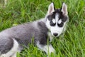 Cute beautiful Husky puppy dog in grass, portrait close up Royalty Free Stock Photo