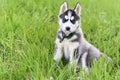 Cute beautiful Husky puppy dog in grass Royalty Free Stock Photo