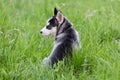 Cute Husky puppy dog sits in grass Royalty Free Stock Photo
