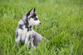 Cute husky puppy in grass Royalty Free Stock Photo