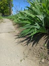 beautiful, juicy grass, and beautiful flowers, grow, in the garden