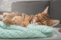 A cute beautiful kitty sleeps sweetly and hugs a toy teddy bear Royalty Free Stock Photo