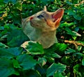 Cute beautiful lovely cat in the tree Royalty Free Stock Photo