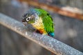 Cute and beautiful parrot Conure