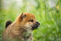 Cute and beautiful red shiba inu puppy standing in the green grass in summer