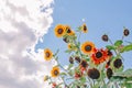 Cute beautiful red yellow sunflower heads against blue sky. Flower heads growing on stems with leaves. Natural eco rustic