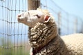 A cute beautiful sheep. soft-focused.