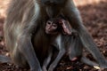 A cute beautiful sooty mangabey calf scratching her head while being breastfed by her mother